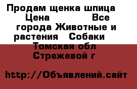 Продам щенка шпица.  › Цена ­ 15 000 - Все города Животные и растения » Собаки   . Томская обл.,Стрежевой г.